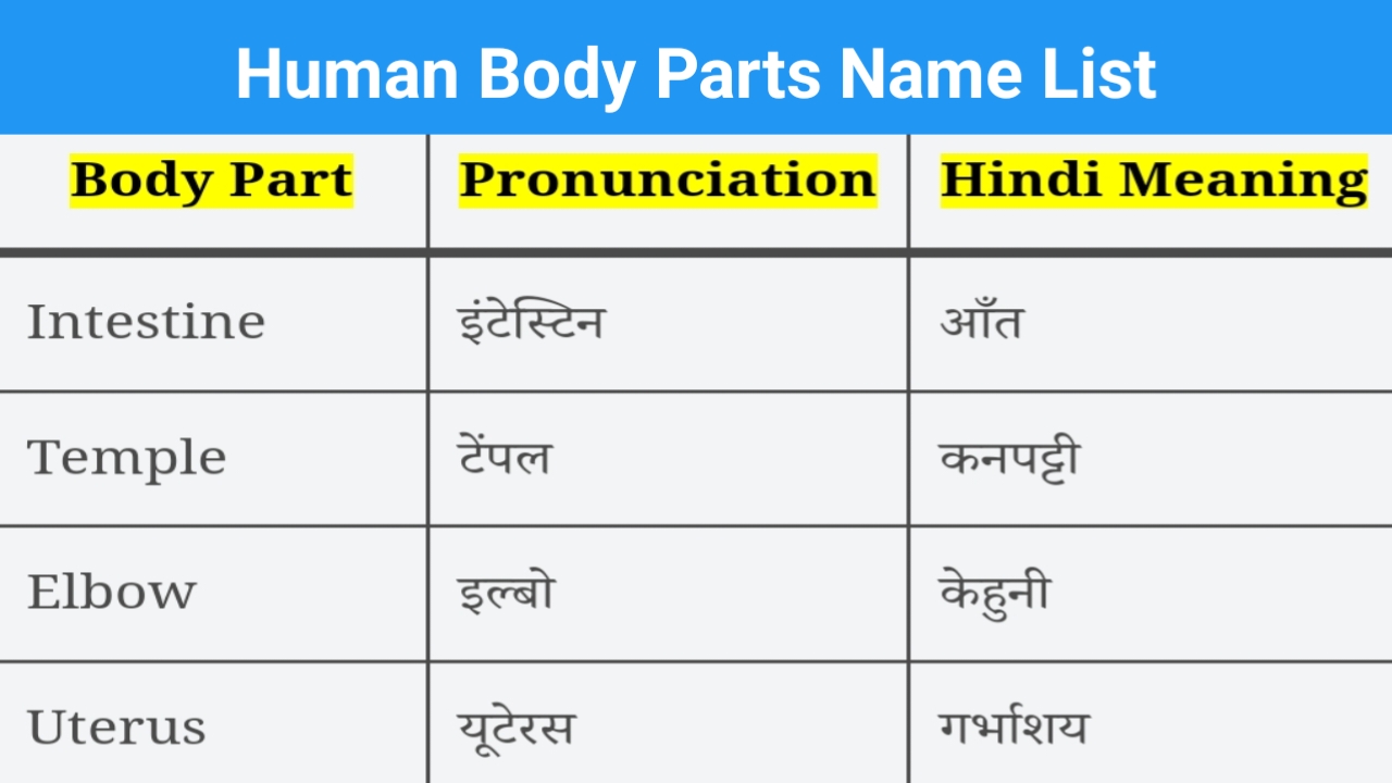 Parts Of Body Name In Hindi And English Gk Skill